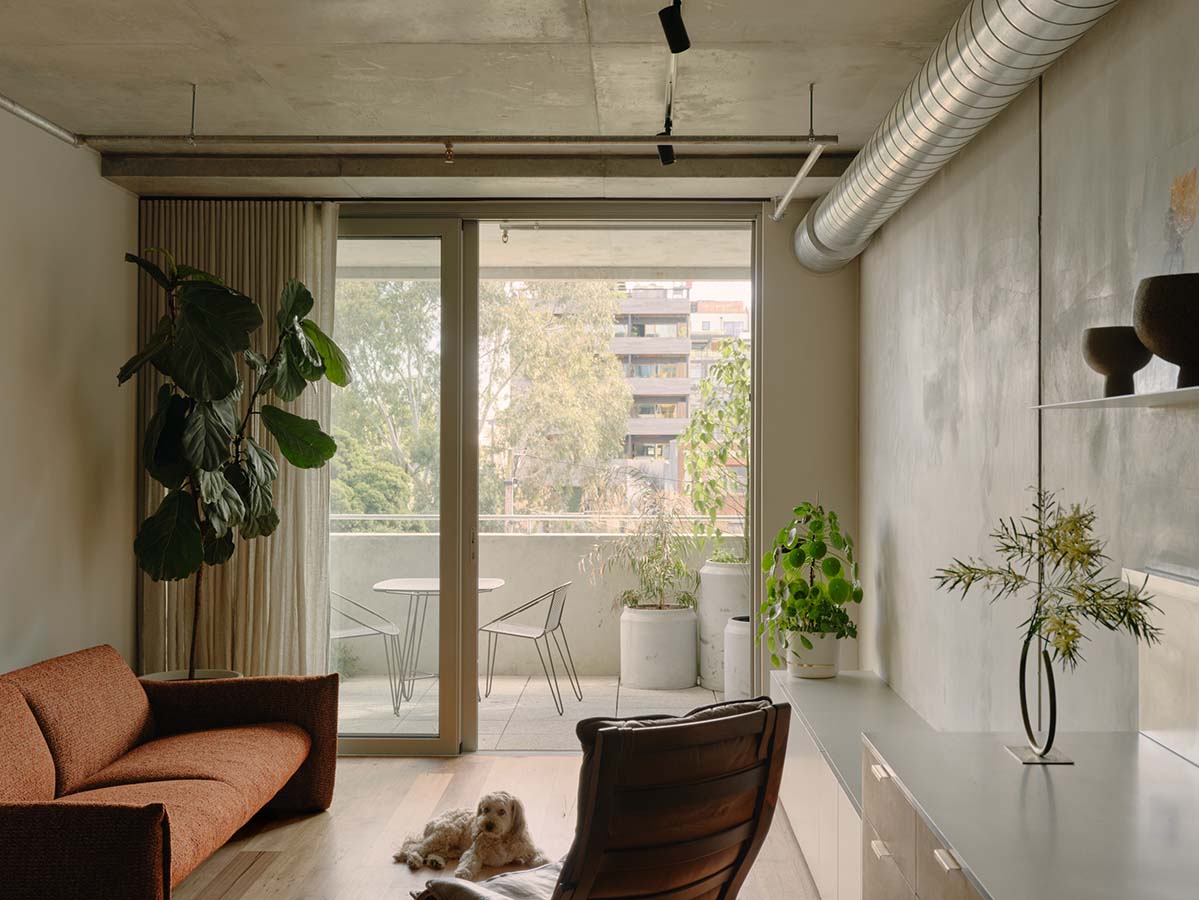 Apartment interior with a rust brown sofa, a white spaniel sitting on the floorboards, a tall potted fiddle leaf fig.