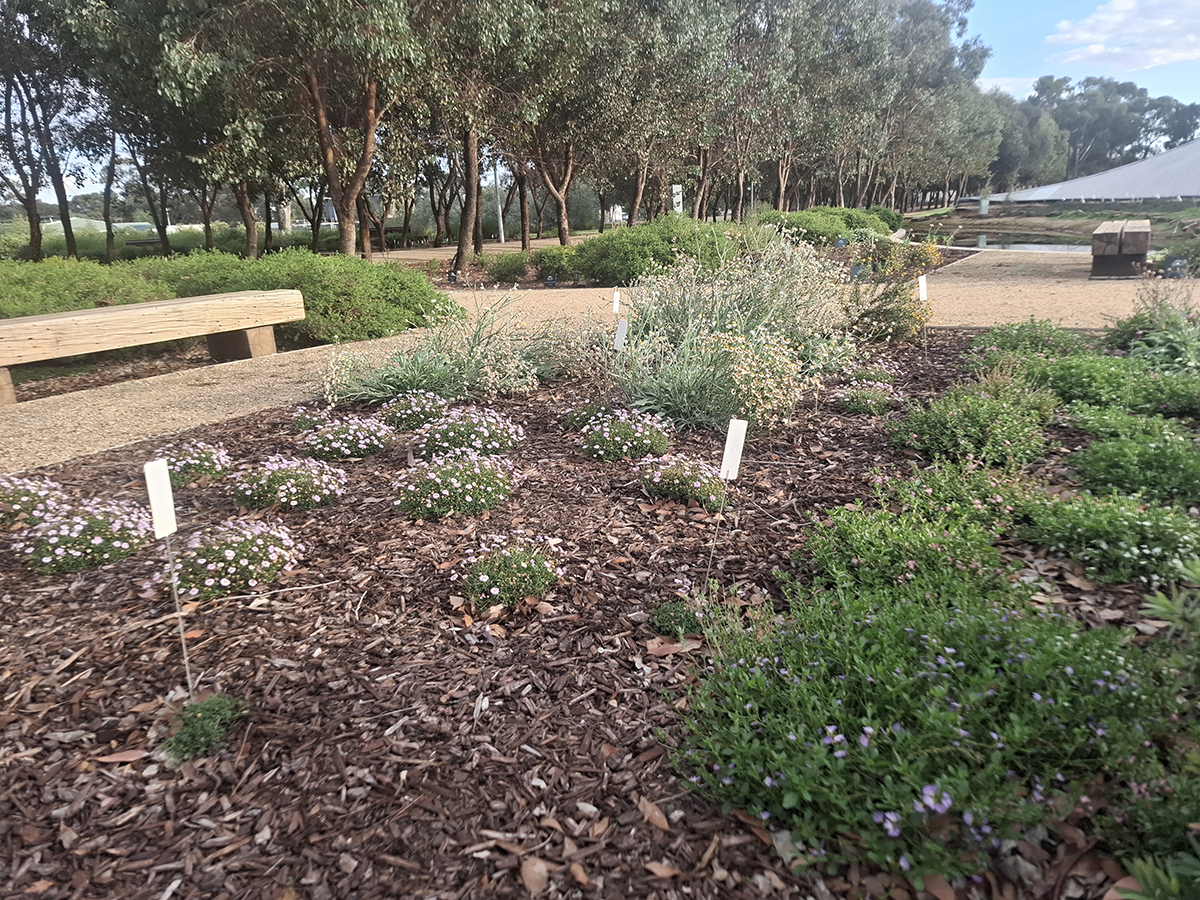 Little Pretties, Gargarro Botanic Garden