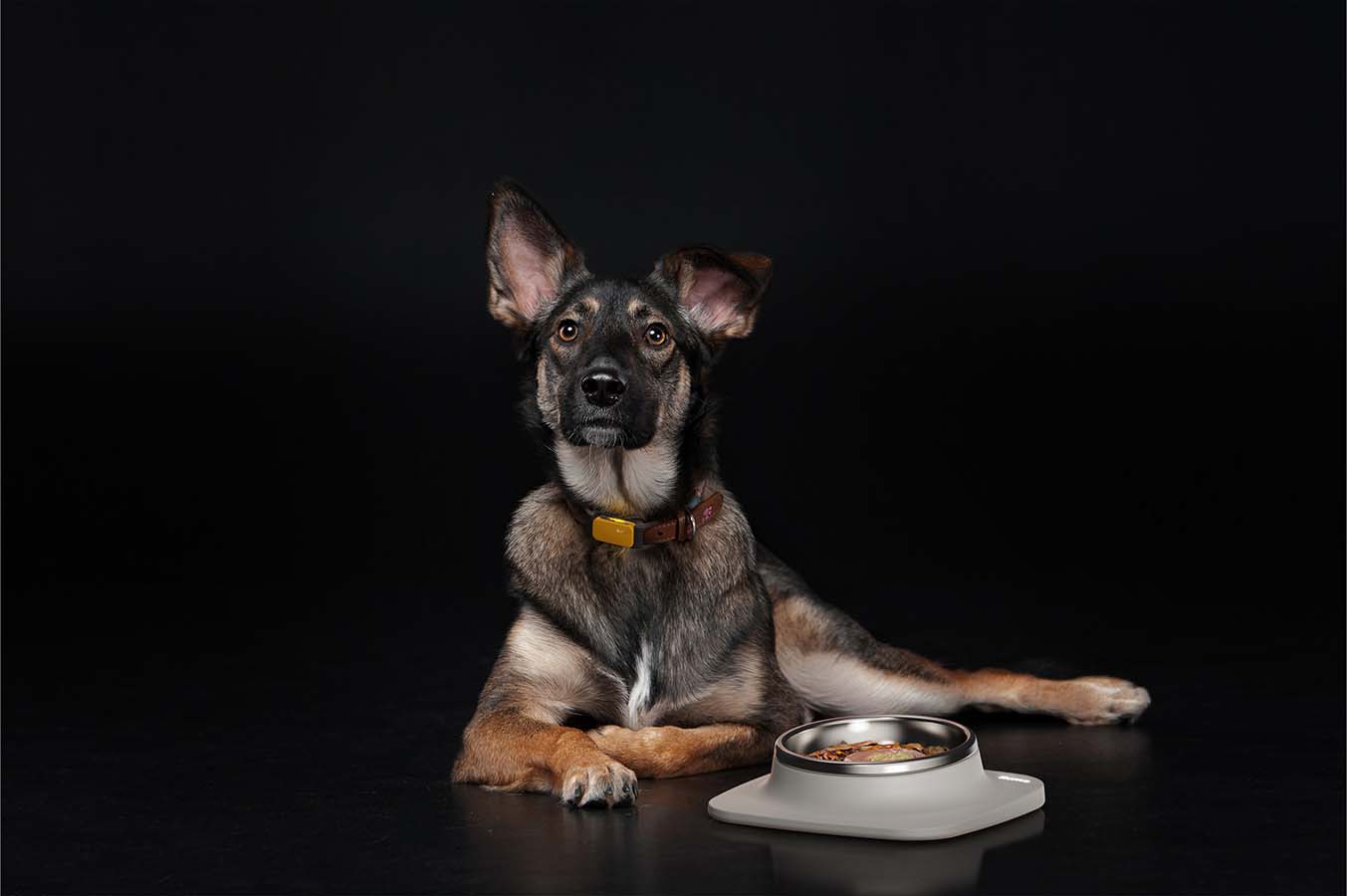 A dog in a black studio background is wearing the Ilume Tracker, the Ilume bowl is sitting next to the dog.