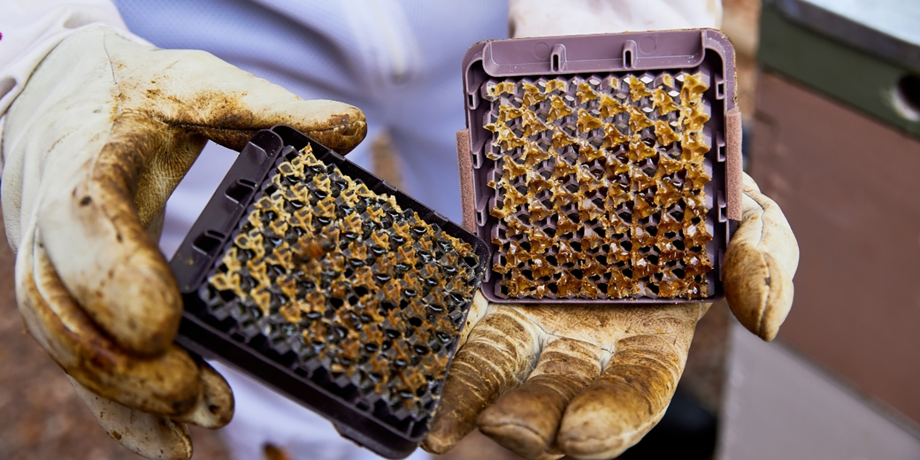 HiveKeepers cassette being separated for harvesting