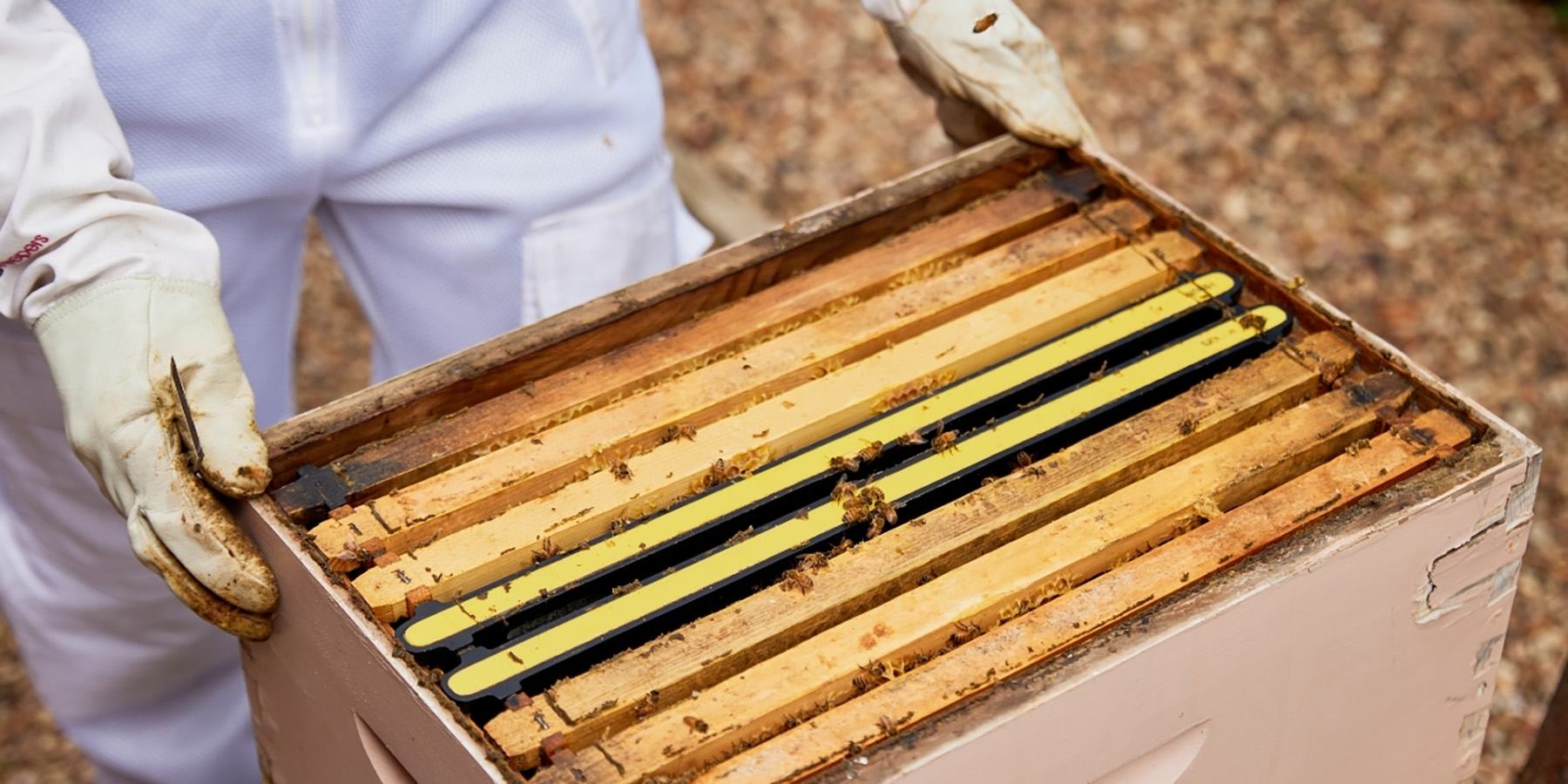 HiveKeepers Frames in a beehive