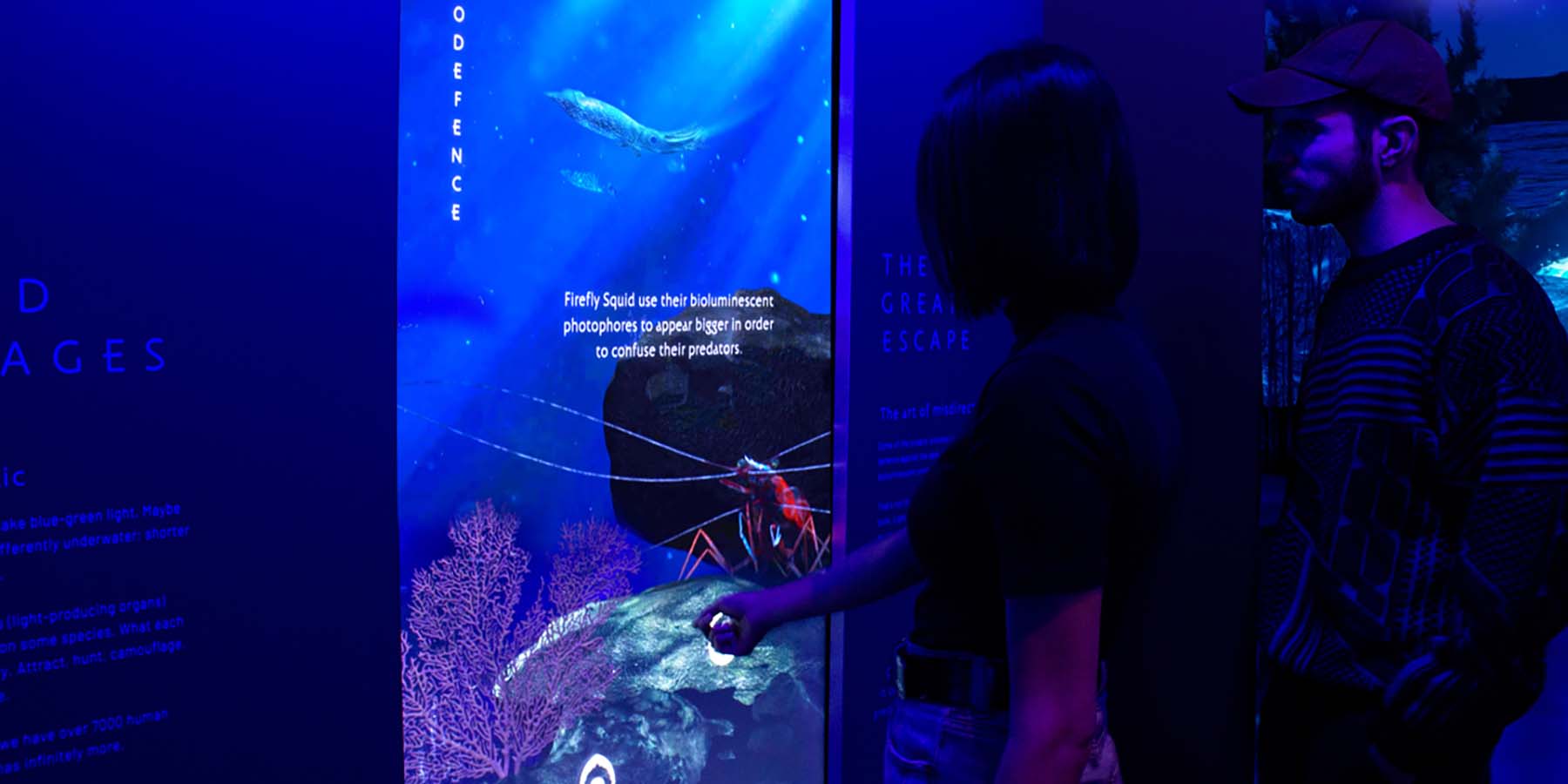 An interactive touchscreen illustrating how animals use bioluminescence to defend themselves.