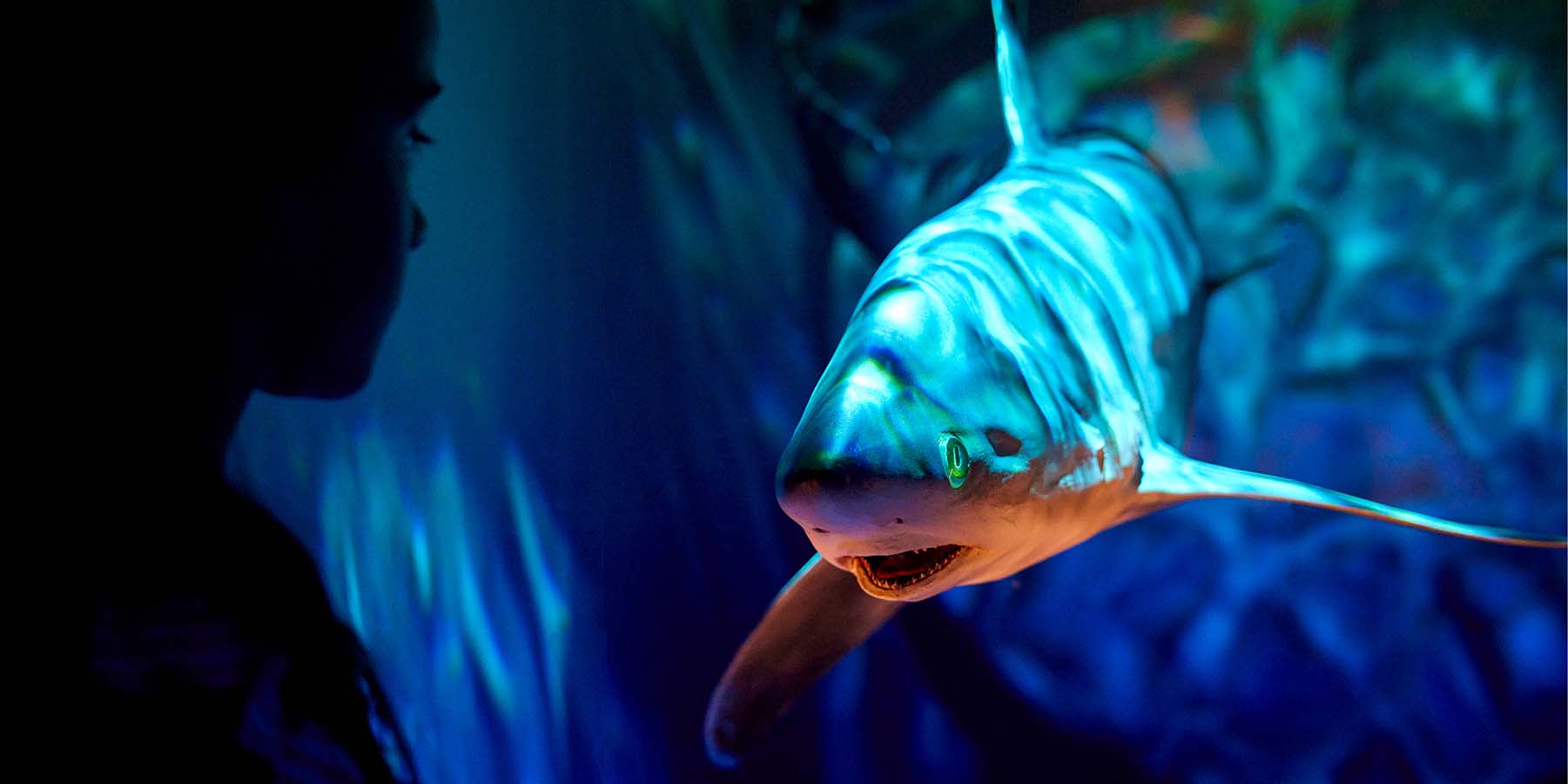 Tyama Sea Country featuring Thresher shark model under dappled water-like lighting