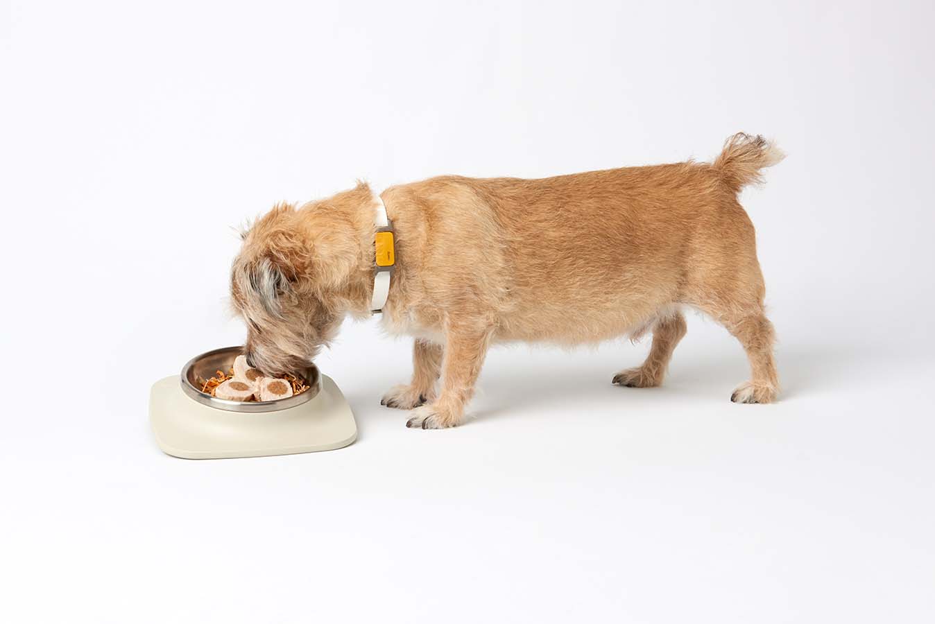A picture of a small dog wearing the tracker, eating from the bowl.
