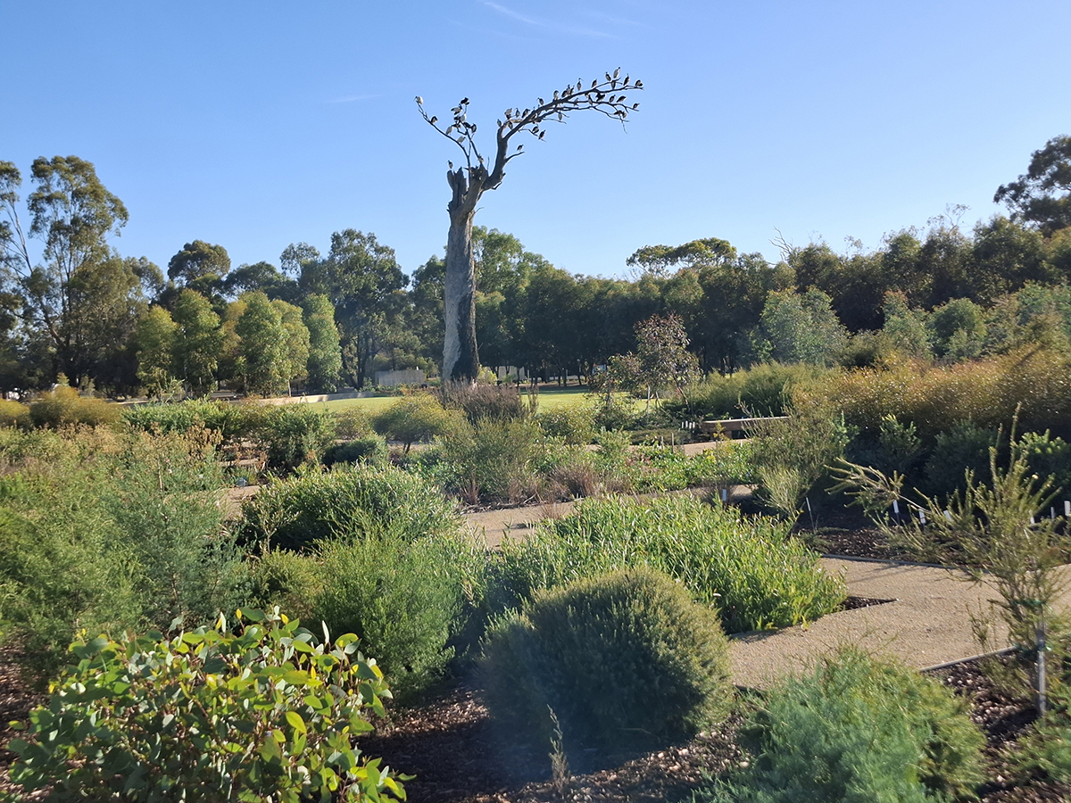 Ibis in the Guardian Tree, Gargarro Botanic Garden