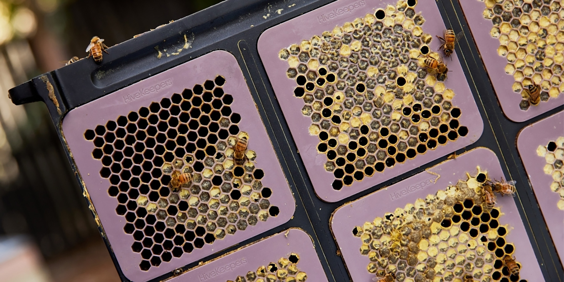HiveKeepers Cassettes being filled with honey